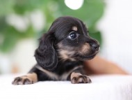 Kaninchen_Dachshund_R3-18