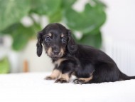 Kaninchen_Dachshund_R3-22