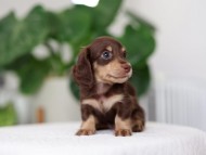 Kaninchen_Dachshund_R4-3