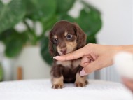 Kaninchen_Dachshund_R4-4
