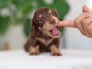 Kaninchen_Dachshund_R4-6