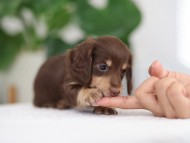 Kaninchen_Dachshund_R4-7
