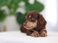 Kaninchen_Dachshund_R4-8