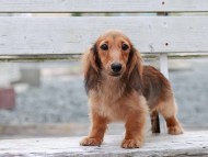 Kaninchen_Dachshund_c2-5