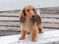 Kaninchen_Dachshund_c2-6