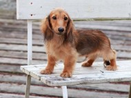 Kaninchen_Dachshund_c2-7