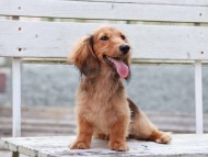 Kaninchen_Dachshund_c2-8