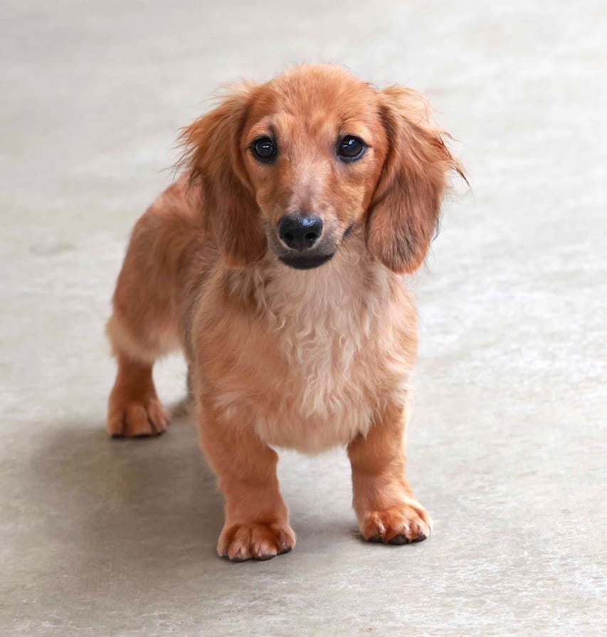 カニンヘンダックスフンド チャンミ&リバティの子犬 レッド 男の子（3）