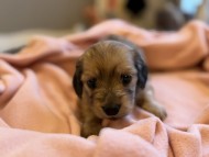 Kaninchen_Dachshund_y_172