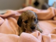 Kaninchen_Dachshund_y_173