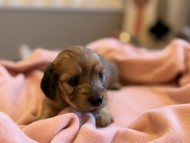 Kaninchen_Dachshund_y_175