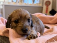 Kaninchen_Dachshund_y_177