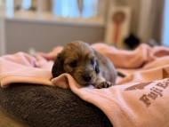 Kaninchen_Dachshund_y_178