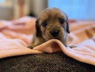 Kaninchen_Dachshund_y_182