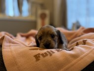 ヤイヤイ ＆ 竹千代の子犬 レデッシュイエロー 女の子（2） カニンヘンダックスフンド