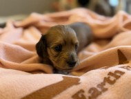 Kaninchen_Dachshund_y_54