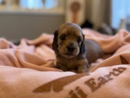 Kaninchen_Dachshund_y_56