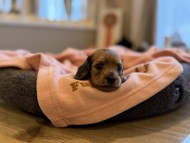 Kaninchen_Dachshund_y_58