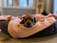 Kaninchen_Dachshund_y_60