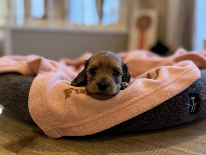 カニンヘンダックスフンド ヤイヤイ ＆ 竹千代の子犬 レデッシュイエロー 女の子（1）