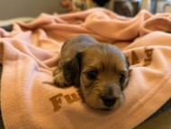 Kaninchen_Dachshund_y_64