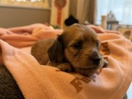 Kaninchen_Dachshund_y_67
