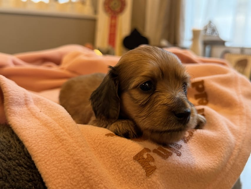 カニンヘンダックスフンド ヤイヤイ ＆ 竹千代の子犬 レデッシュイエロー 女の子（1）