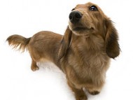 ミニチュワダックス もも シェーデッドレッド