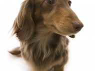 こうめ　カンニンヘン ダックスフンド　2.8kg　チョコタン