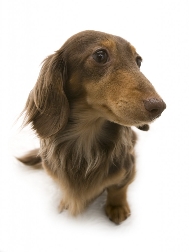 こうめ カンニンヘン ダックスフンド 2.8kg チョコタン こうめ カンニンヘン ダックスフンド 2.8kg チョコタン