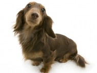 こうめ カンニンヘン ダックスフンド 2.8kg チョコタン こうめ カンニンヘン ダックスフンド 2.8kg チョコタン