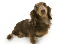 こうめ　カンニンヘン ダックスフンド　2.8kg　チョコタン