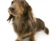 こうめ　カンニンヘン ダックスフンド　2.8kg　チョコタン