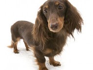 日向(ヒュウガ) JKCチャンピオン 交配犬 種雄 日向(ヒュウガ) JKCチャンピオン 交配犬 種雄