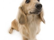 シェーデットクリーム カニンヘンダックス