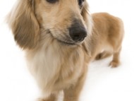 シェーデットクリーム カニンヘンダックス シェーデットクリーム カニンヘンダックス