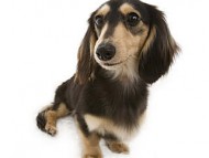 ミニチュワダックス シャーディー ブラック&クリーム ミニチュワダックス シャーディー ブラック&クリーム