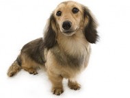 カニンヘンダックスのクレアが5月1日出産しました