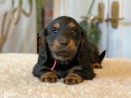 Miniature-Dachshund-B169 Miniature-Dachshund-B169