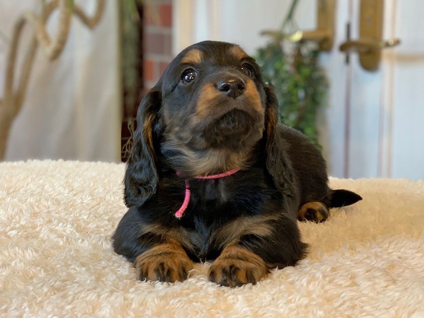 ミニチュア ダックスフンド ララcs & デンゼルAUST.CHの子犬 ブラタン 男の子（1）