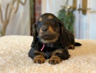 Miniature-Dachshund-B174 Miniature-Dachshund-B174