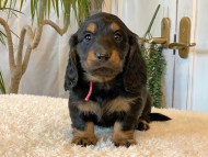 Miniature-Dachshund-B176