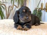 Miniature-Dachshund-B2485 Miniature-Dachshund-B2485