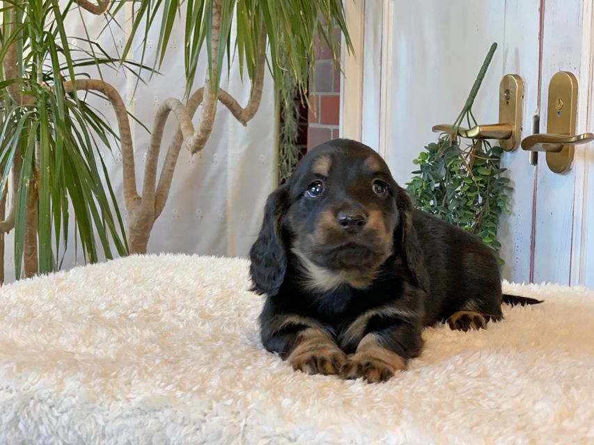 ミニチュア ダックスフンド ララcs & デンゼルAUST.CHの子犬 ブラタン 男の子（3）