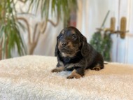 Miniature-Dachshund-B2489 Miniature-Dachshund-B2489