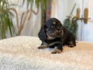 Miniature-Dachshund-B2491 Miniature-Dachshund-B2491