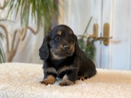 Miniature-Dachshund-B2495 Miniature-Dachshund-B2495