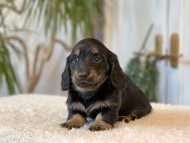 Miniature-Dachshund-B2497 Miniature-Dachshund-B2497