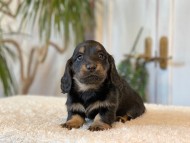 Miniature-Dachshund-B2498 Miniature-Dachshund-B2498