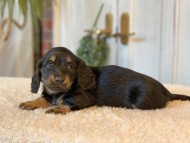 Miniature-Dachshund-B2505 Miniature-Dachshund-B2505